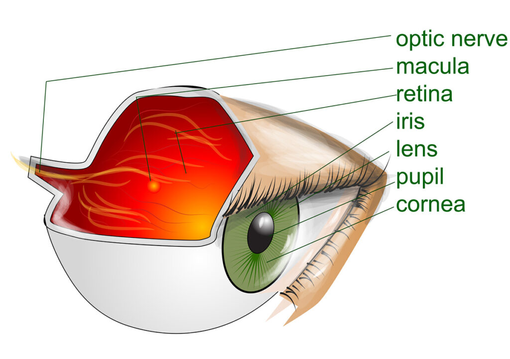 Anatomy of the eye - Frontotemporal dementia eyes - Retina 